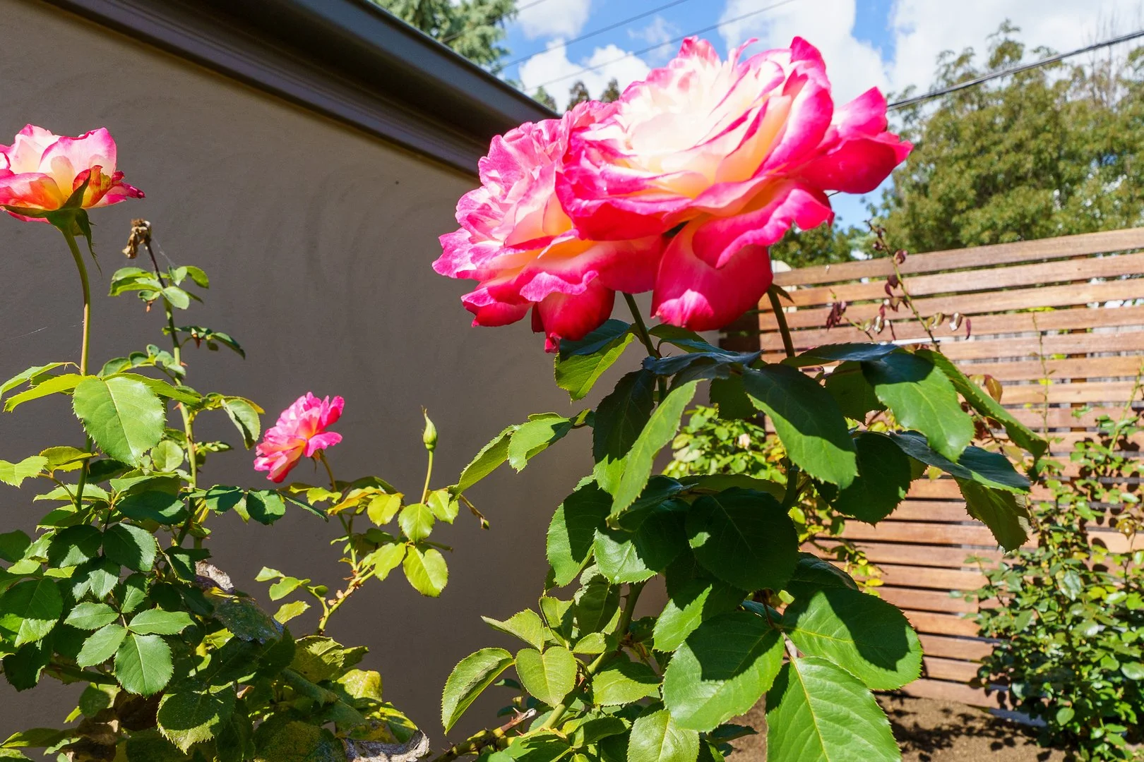 Additional image 27 of 3/59 Hodgson Crescent, Pearce ACT 2607