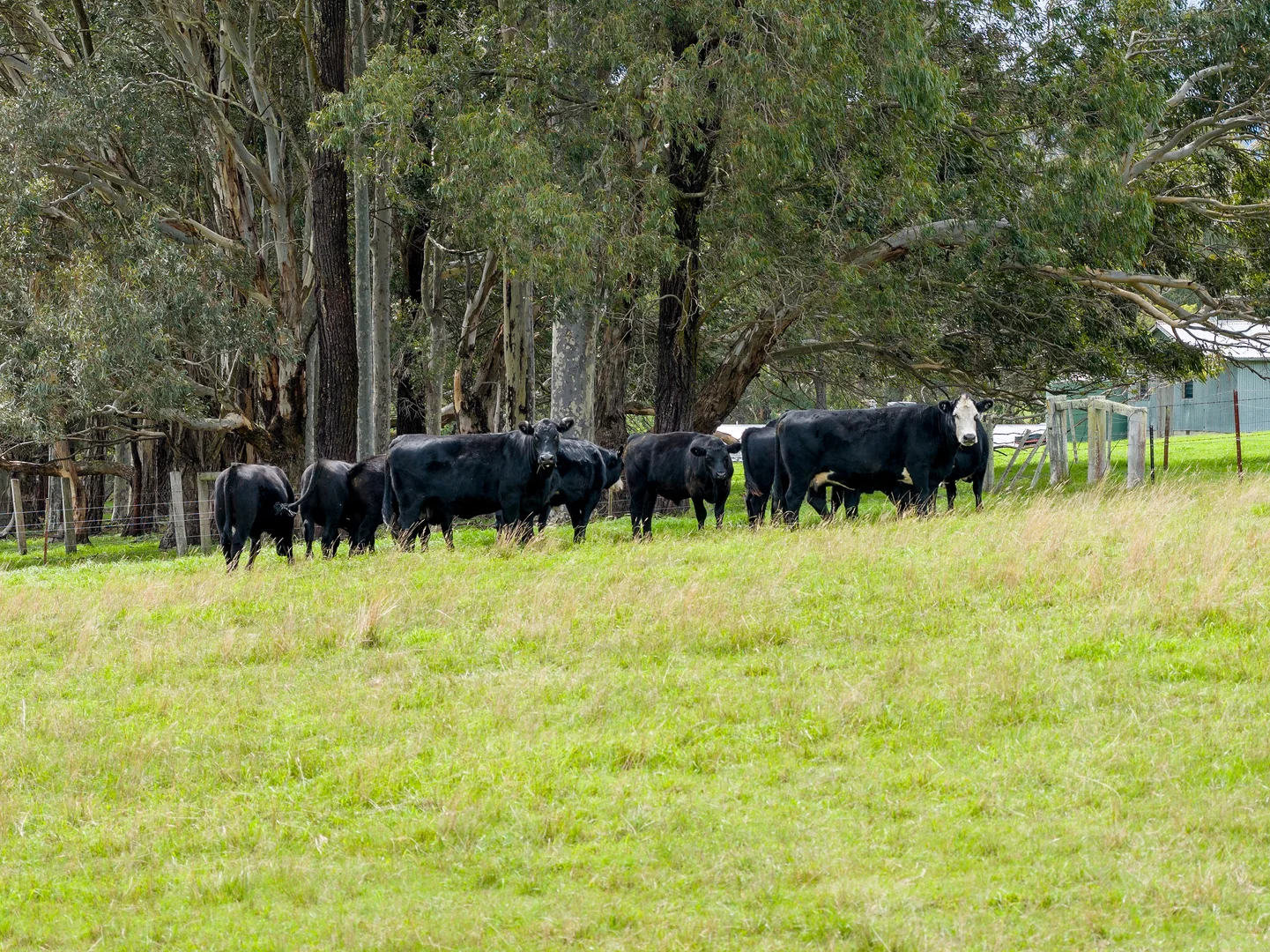 Additional image 9 of 200 Lower Flaggy Creek Road, Flaggy Creek VIC 3875