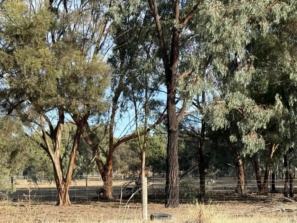 Additional image 5 of 70-78 Nangunia St, Berrigan NSW 2712