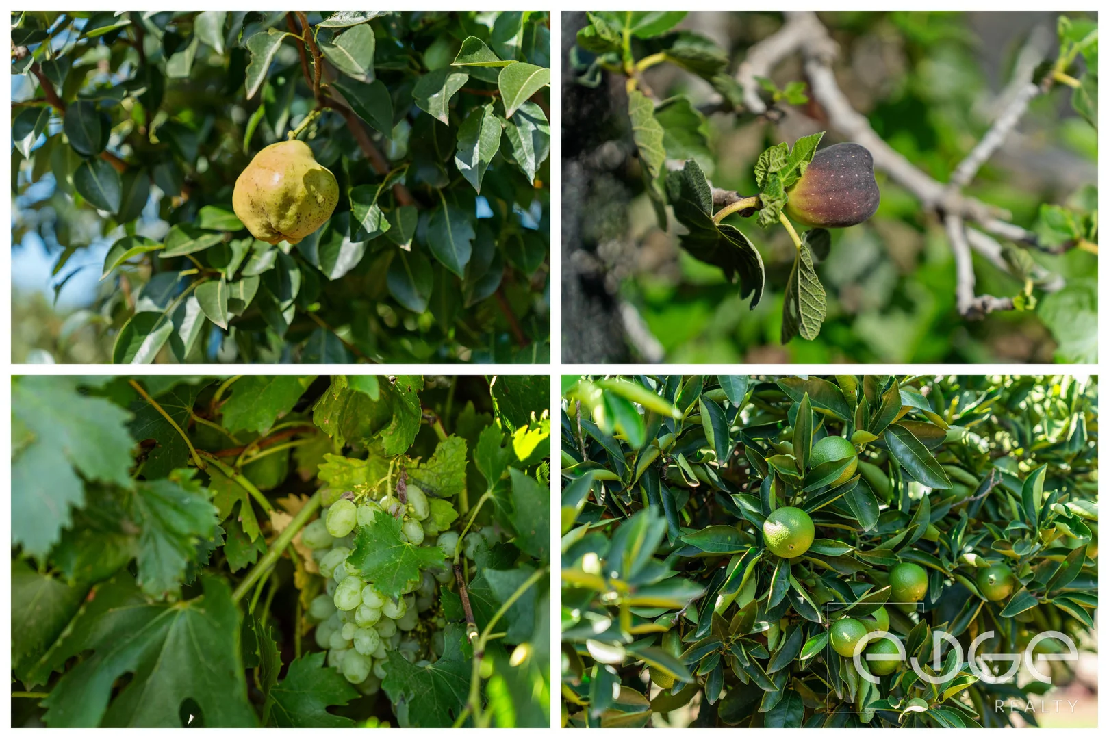 Additional image 23 of 9 Oldham Street, Tarlee SA 5411