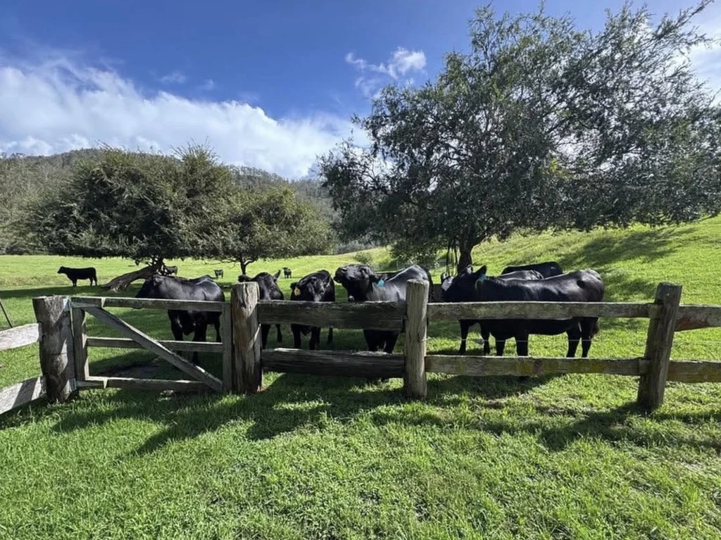 Additional image 21 of 689 Manchester Road, Via Gloucester, Bindera NSW 2422