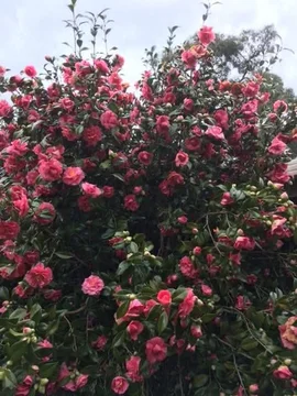 Additional image 23 of 32 L L Road, Officer VIC 3809