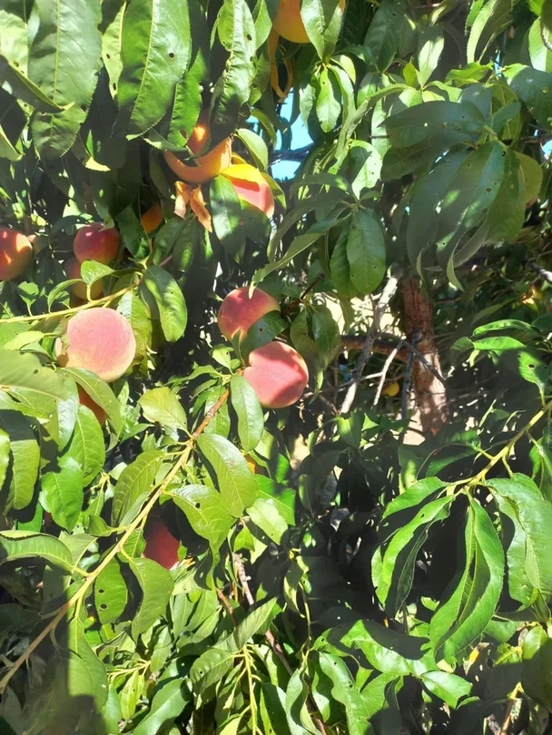 Additional image 16 of 1207 Frasers Road, Niemur NSW 2733