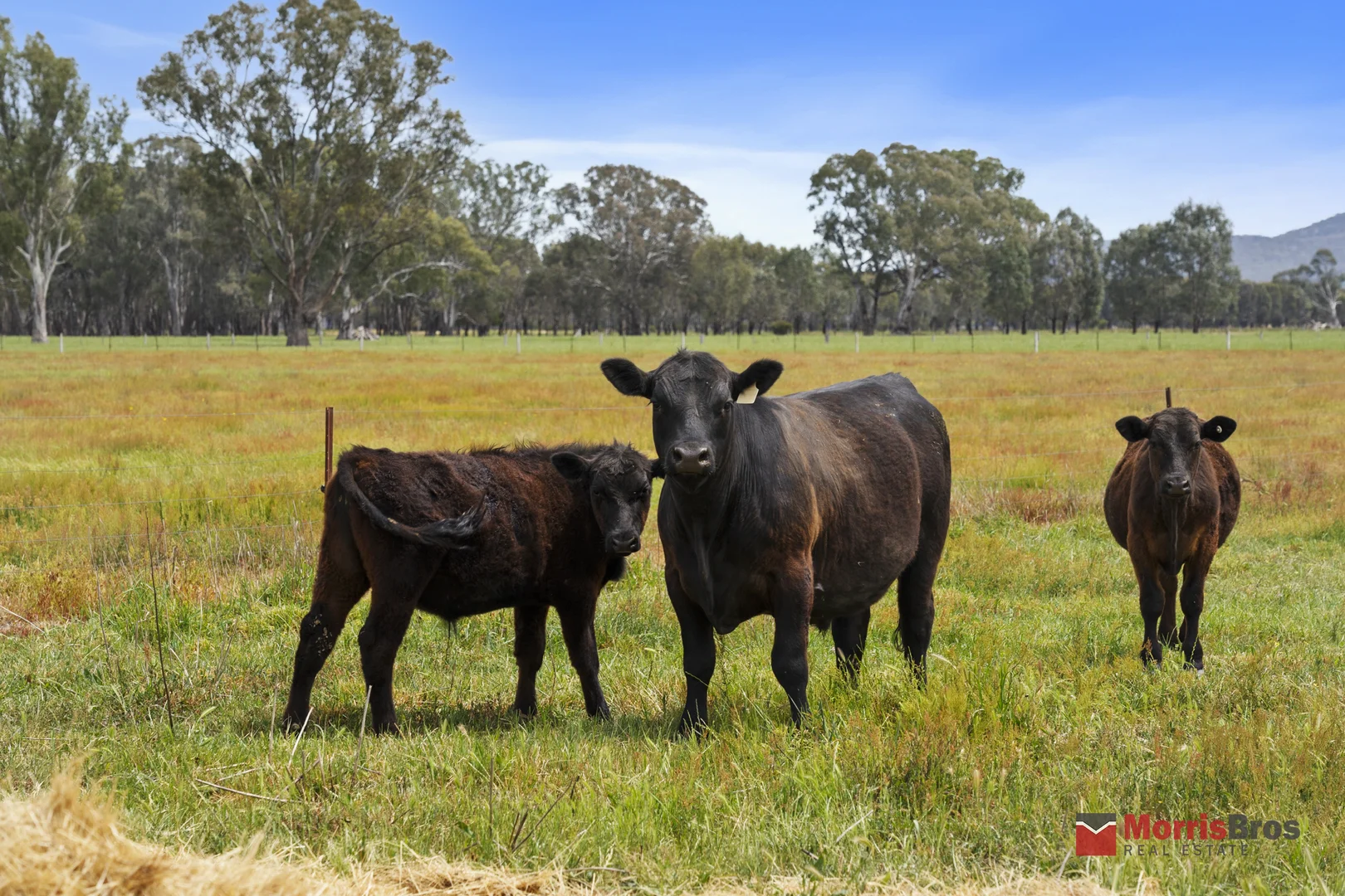 Additional image 25 of 586 Snow Road, Laceby VIC 3678