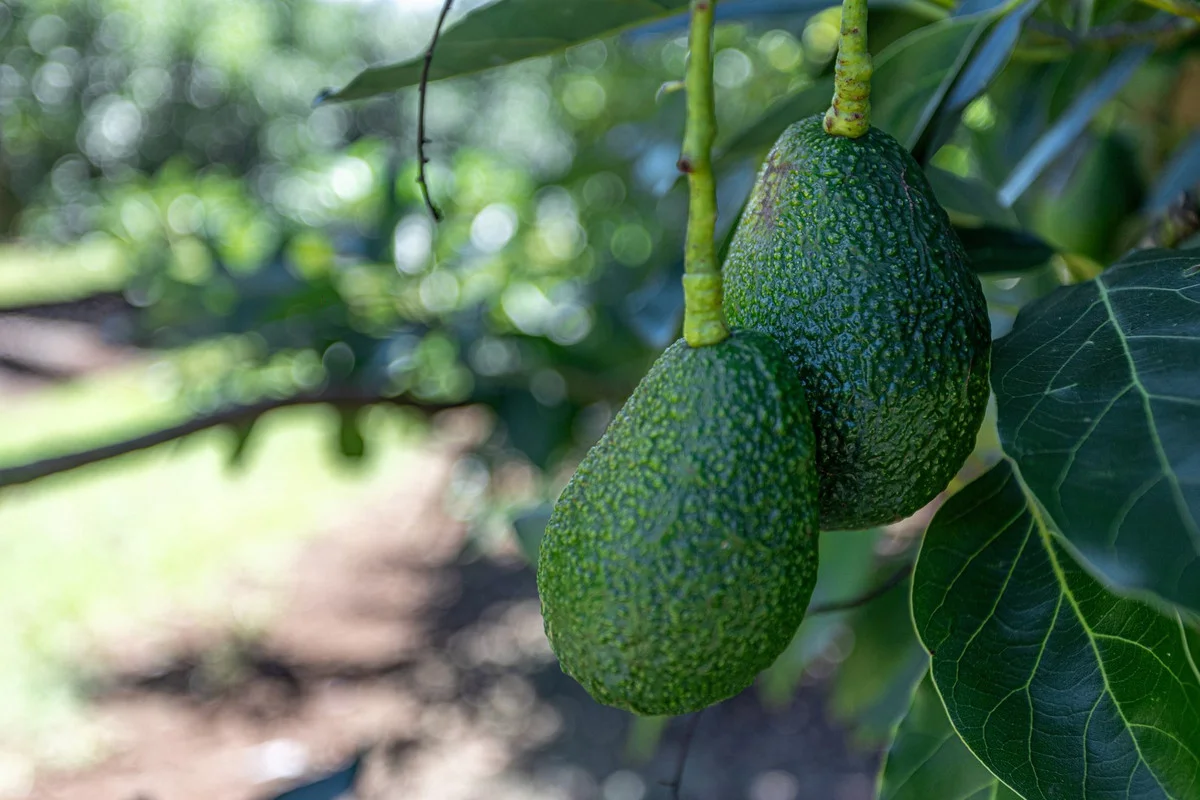 Additional image 21 of 55 Horrex Road, Ravensbourne QLD 4352