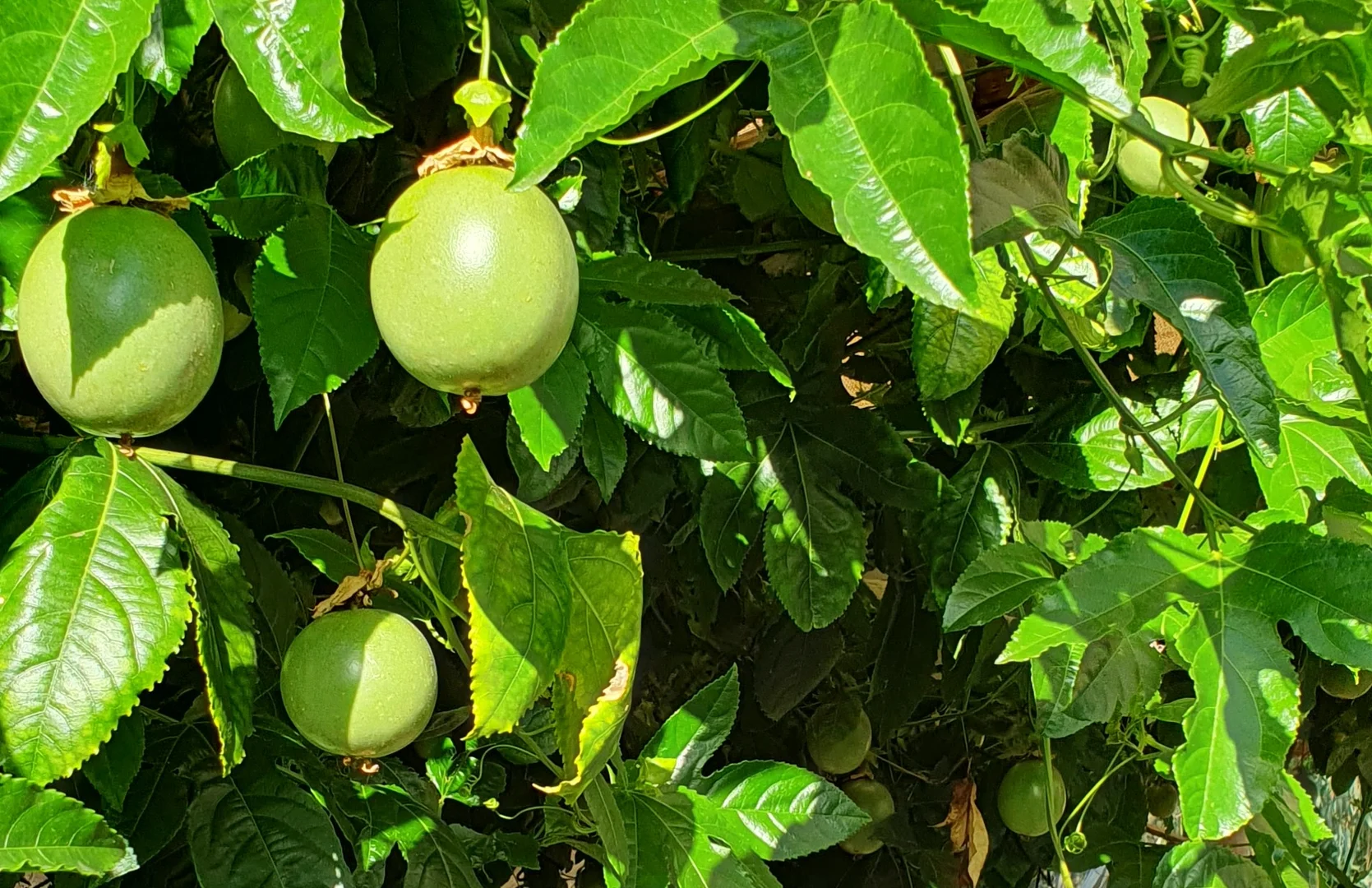 Additional image 29 of 6 Tantalla Street, Wedderburn VIC 3518