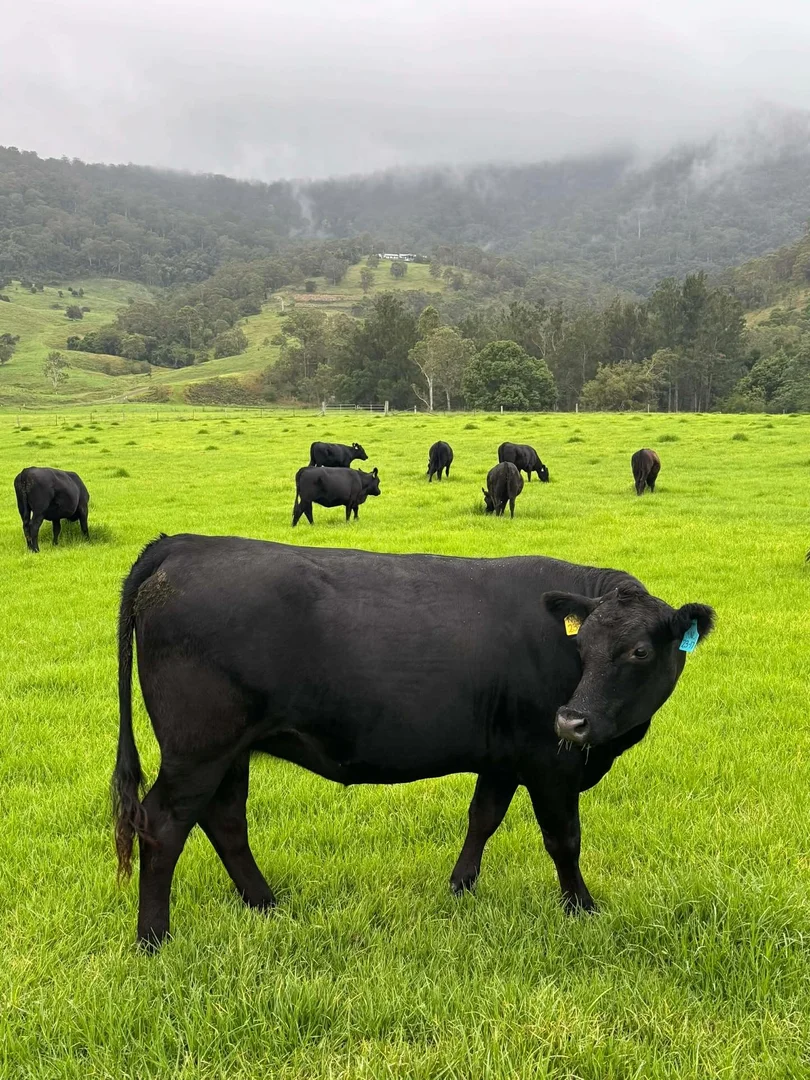 Additional image 39 of 689 Manchester Road, Via Gloucester, Bindera NSW 2422