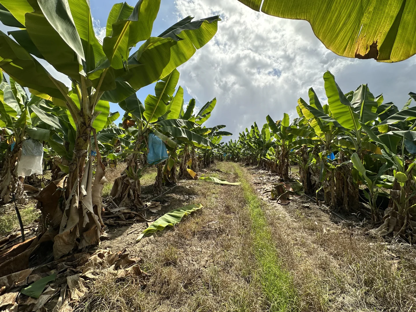 Additional image 8 of Murray Upper QLD 4854