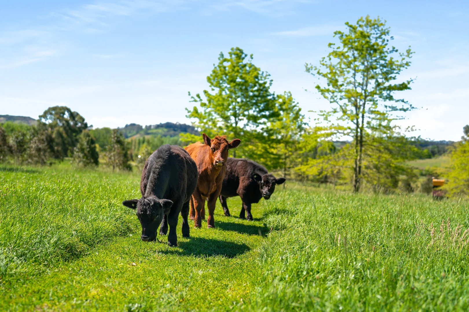 Additional image 40 of 7361 Illawarra Highway, Sutton Forest NSW 2577