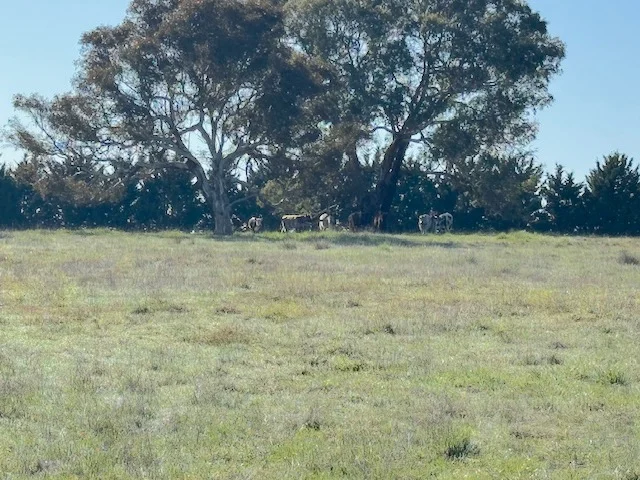 Additional image 27 of 1695 Gurrundah Road, Parkesbourne NSW 2580