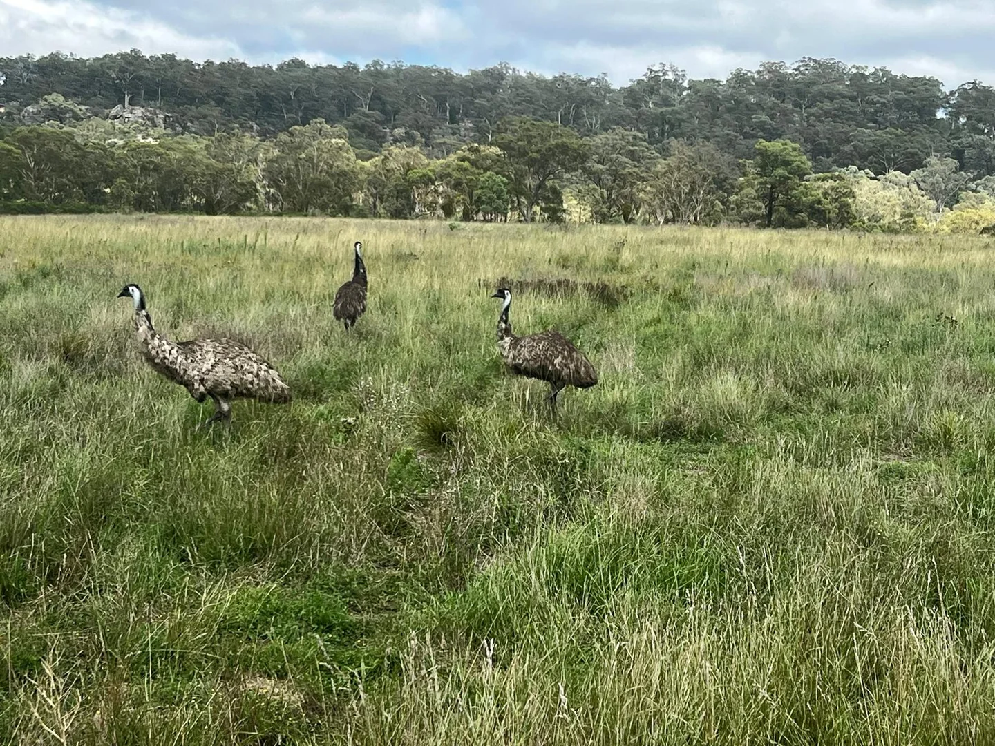 Additional image 26 of Lot 18 Hulks Road, Merriwa NSW 2329