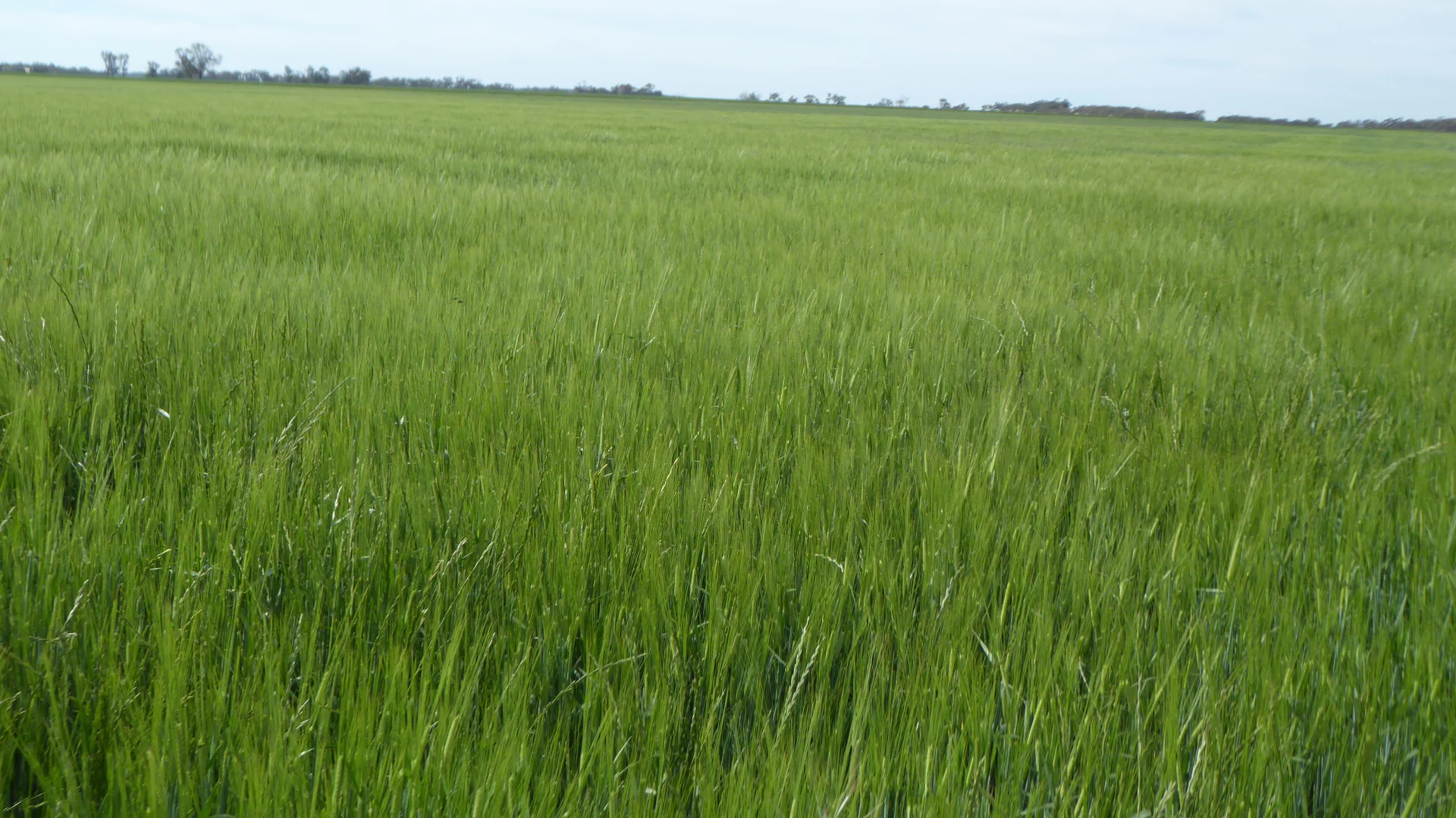 Additional image 6 of S606 Swedes Flat Road, Mundulla West SA 5270