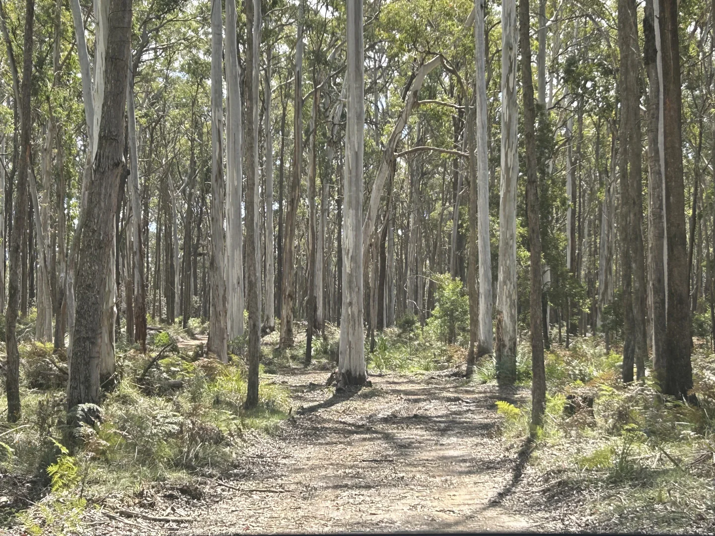 Additional image 11 of 175 Blighs Road, Trentham VIC 3458