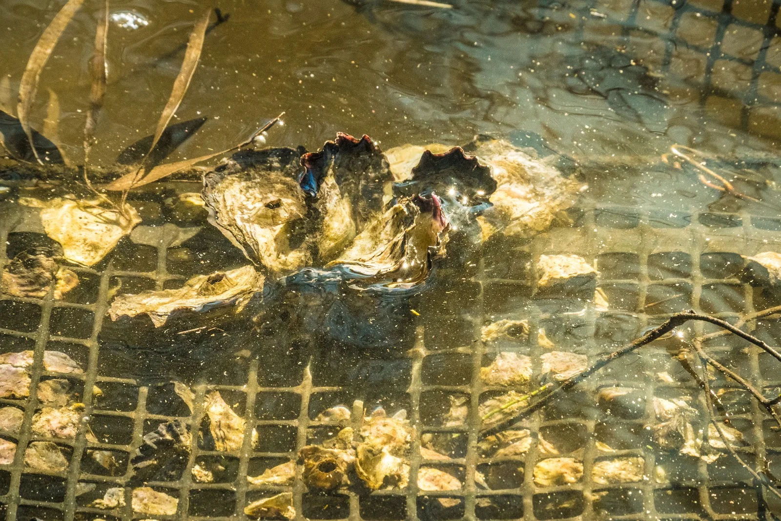 Additional image 19 of 950 Wagonga Scenic Drive, Narooma NSW 2546