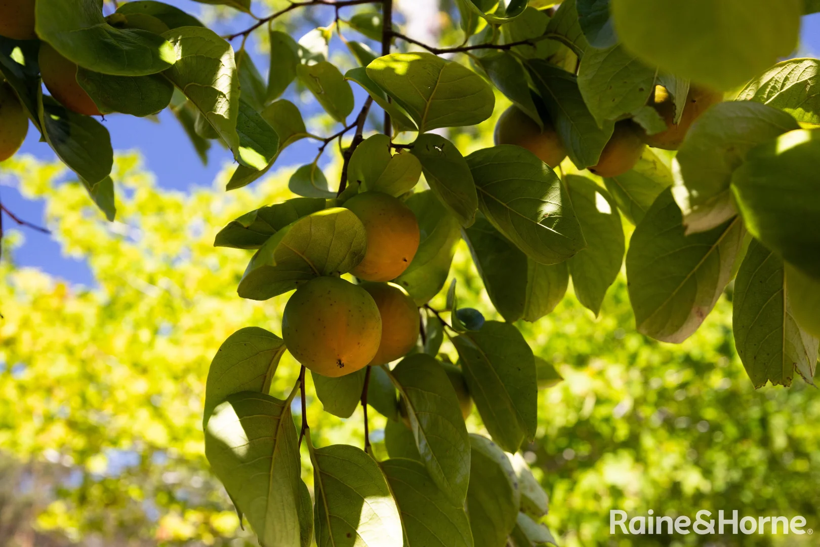 Additional image 33 of 56 Bawley Point Road, Termeil NSW 2539