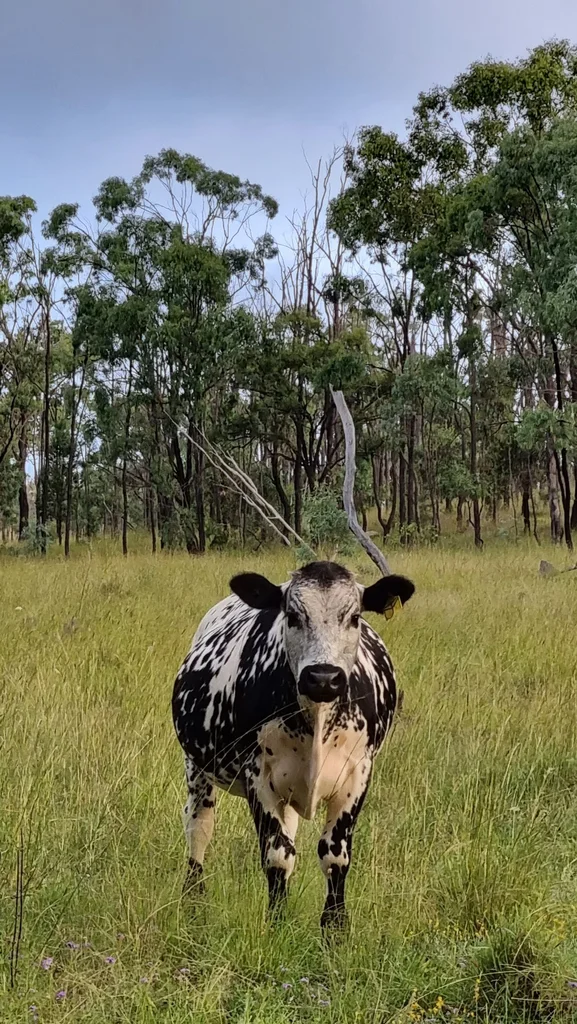 Additional image 6 of 0 Hazeldene Road, Thane QLD 4370