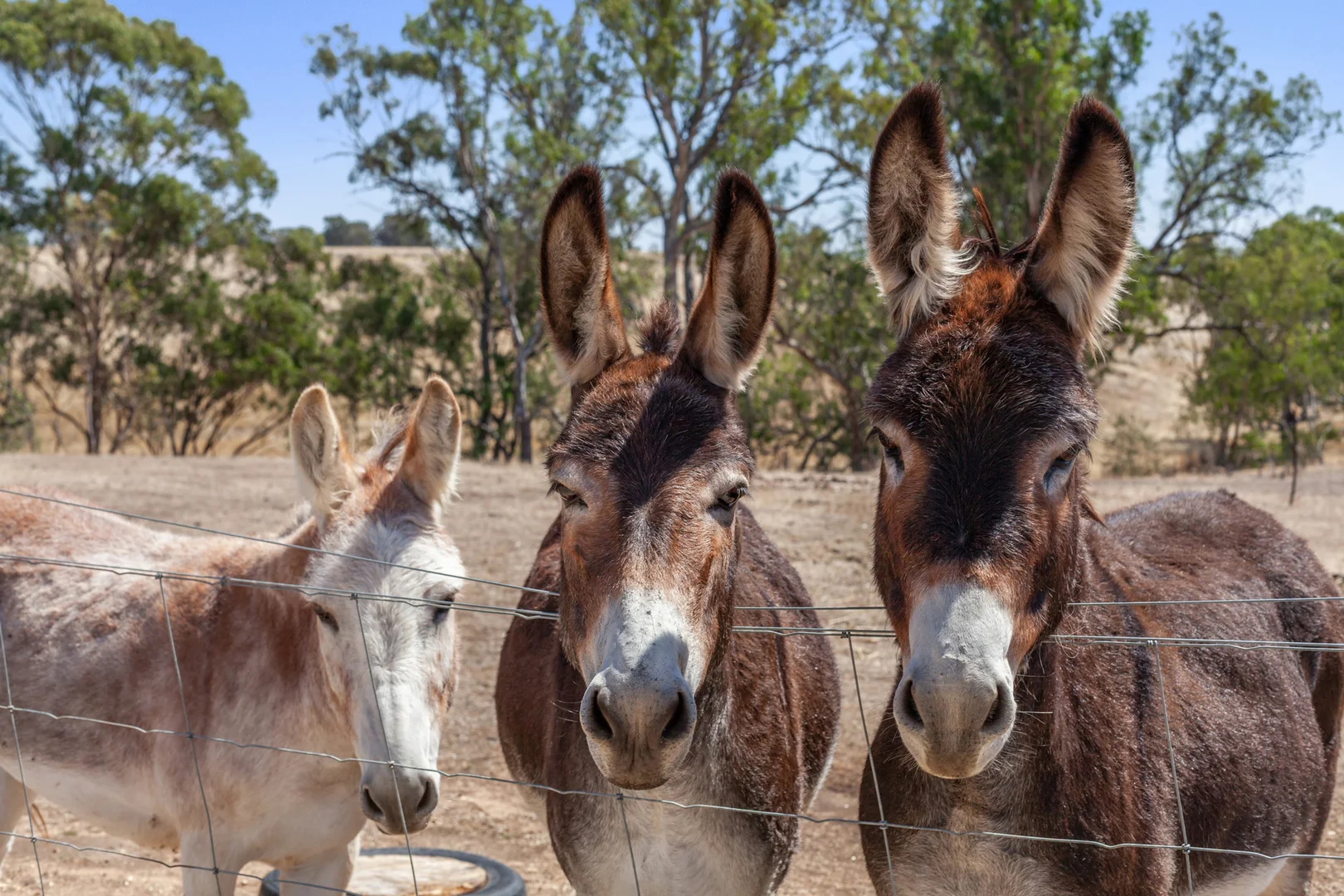 Additional image 25 of 15 Kelly Court, Tallarook VIC 3659