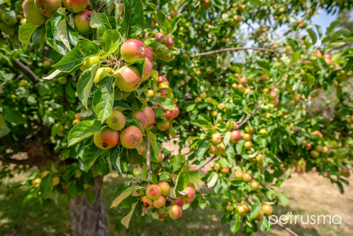 Additional image 26 of 193 Tolosa Street, Glenorchy TAS 7010