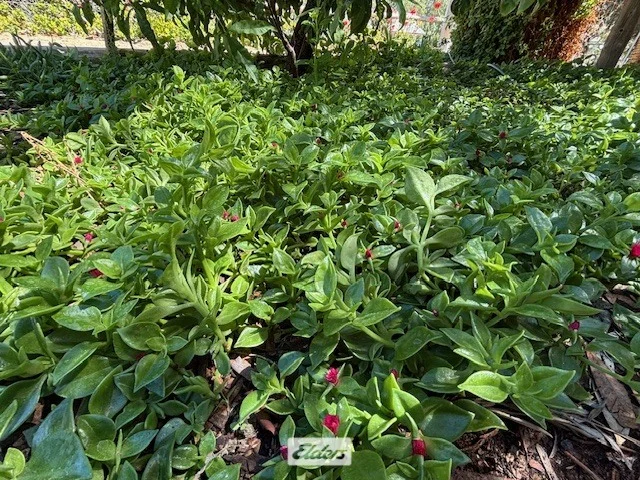 Additional image 26 of 9-11 Tarcoola Street, Pooncarie NSW 2648