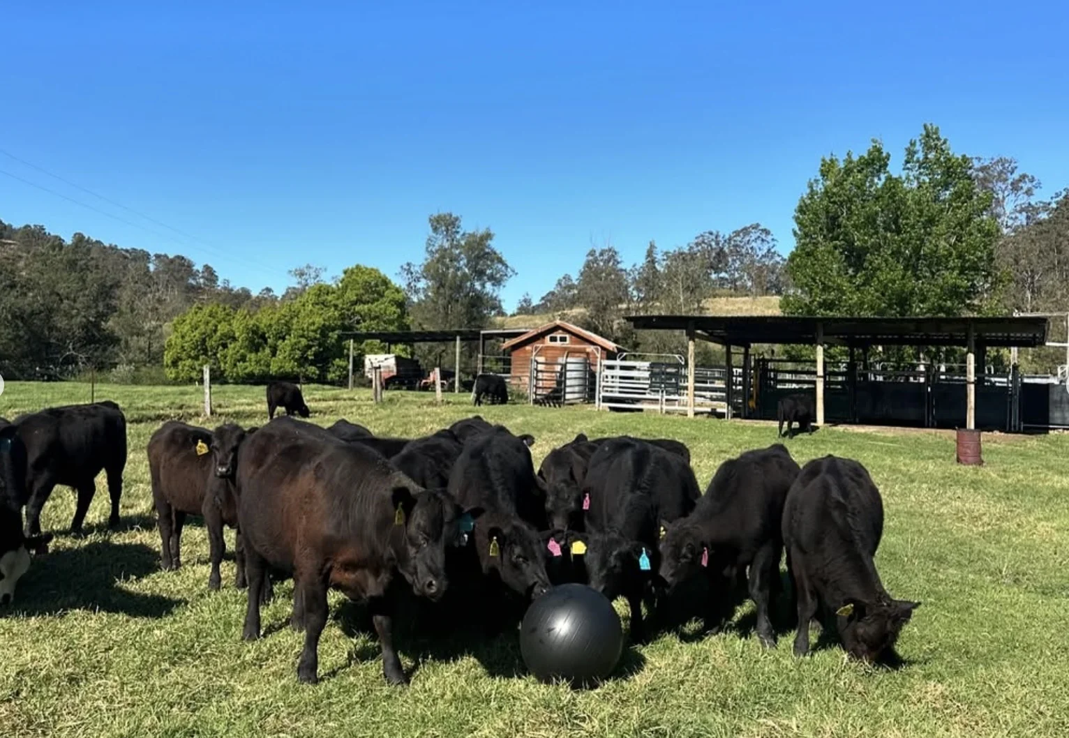 Additional image 36 of 689 Manchester Road, Via Gloucester, Bindera NSW 2422