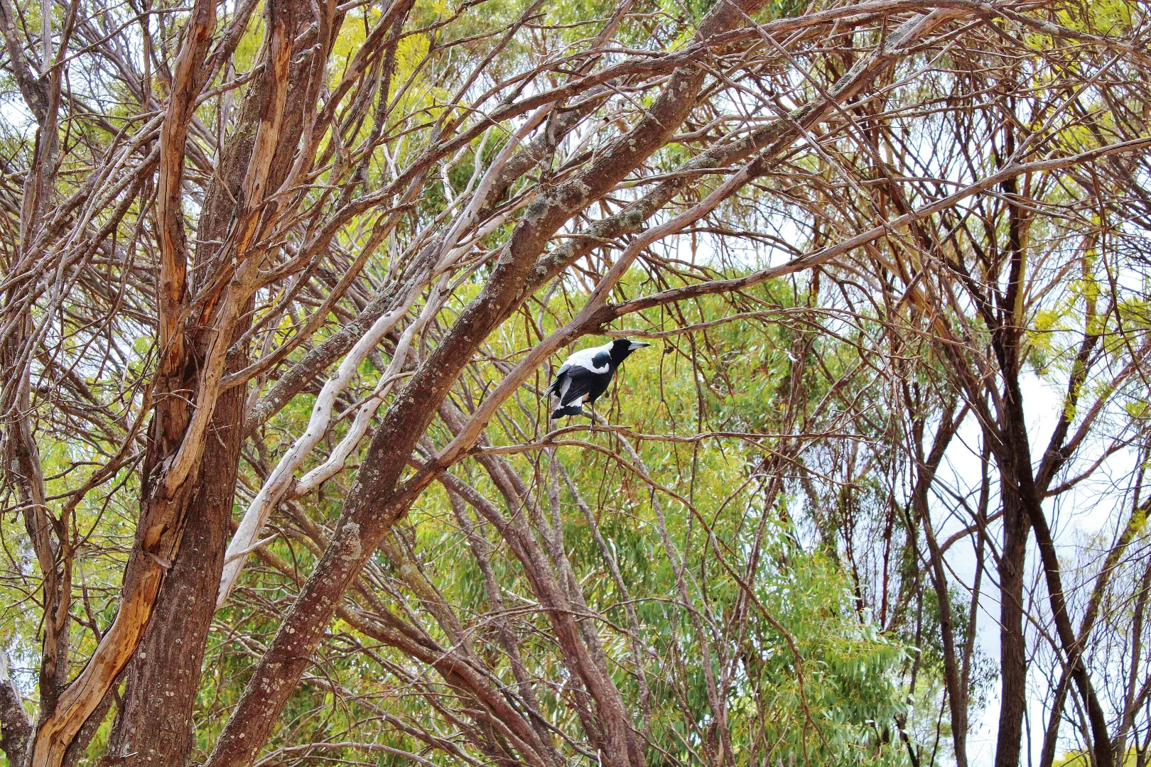 Additional image 29 of 95 CAMPBELL STREET, Cuballing WA 6311