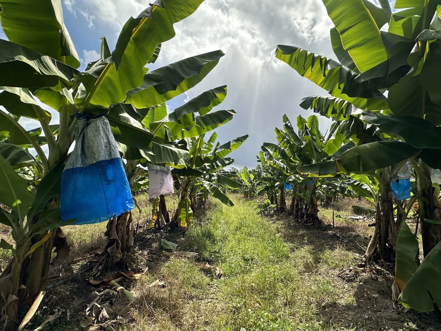 Additional image 11 of Murray Upper QLD 4854