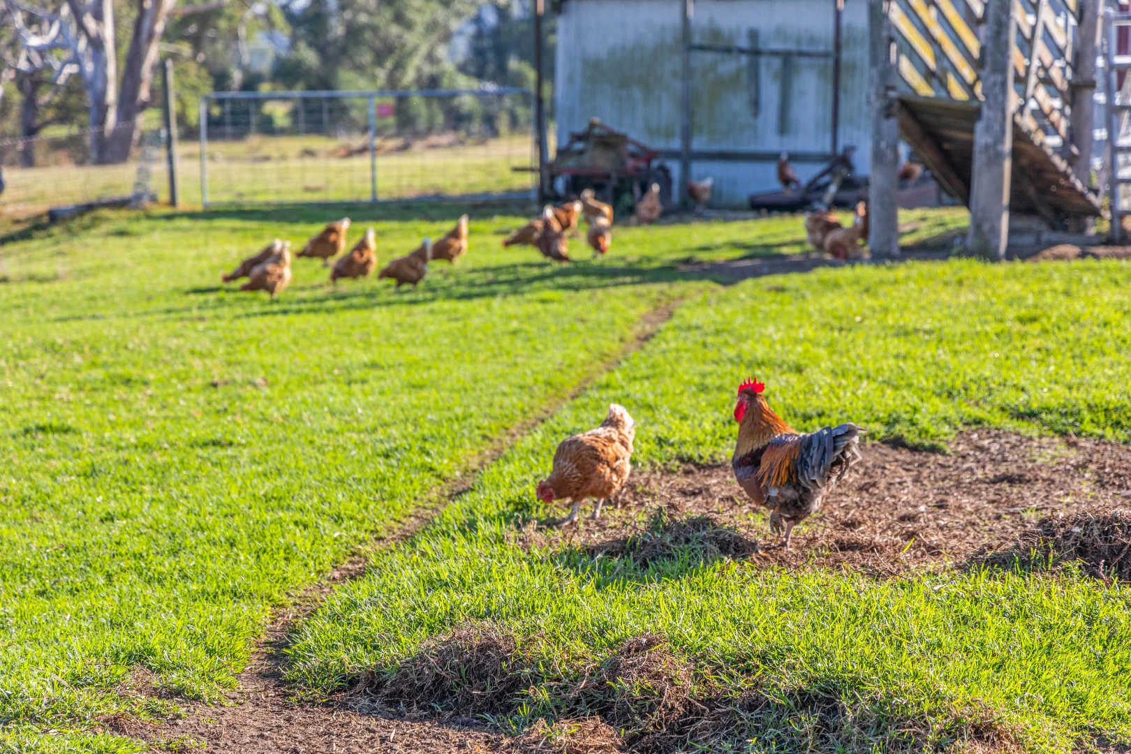 Additional image 27 of 59 Avernus Street, Cobargo NSW 2550