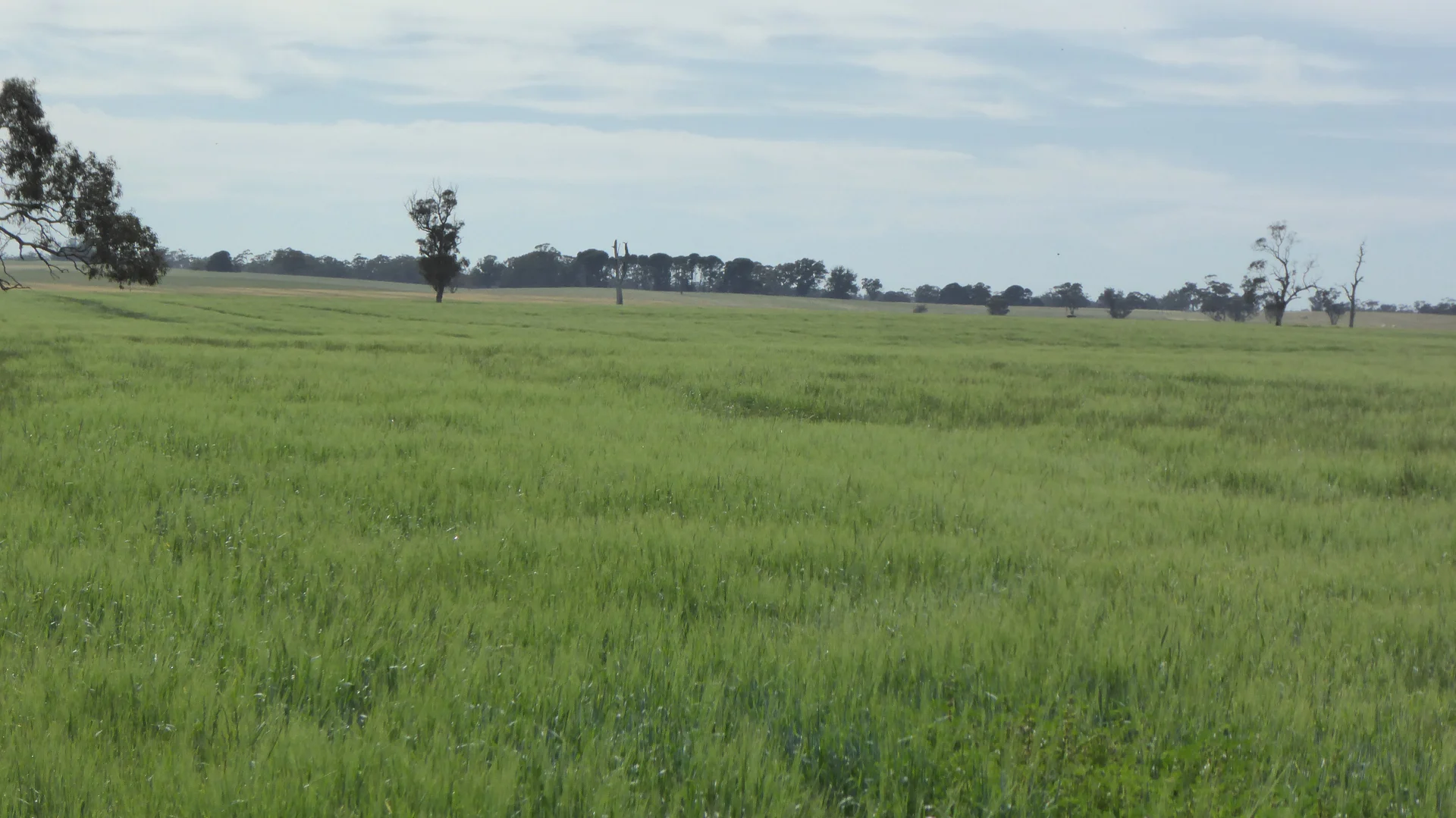 Additional image 8 of S606 Swedes Flat Road, Mundulla West SA 5270