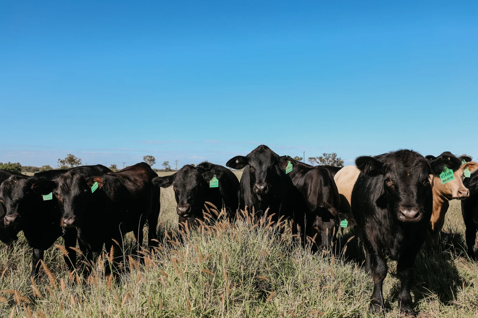 Additional image 9 of 888 Dargal Road, Roma QLD 4455