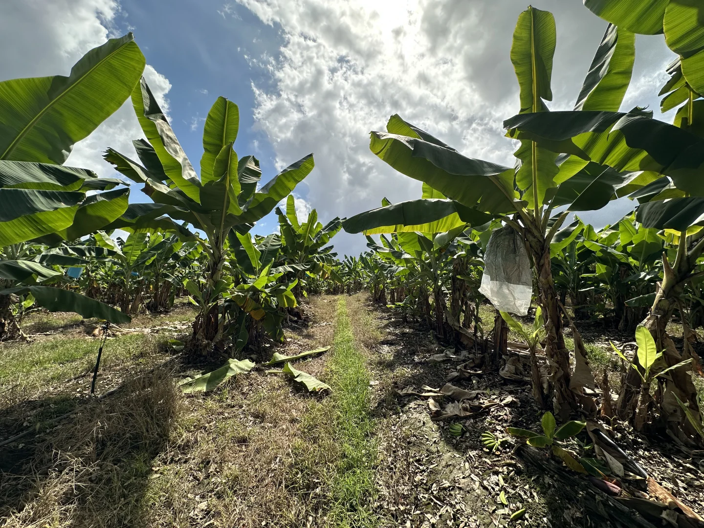 Additional image 5 of Murray Upper QLD 4854