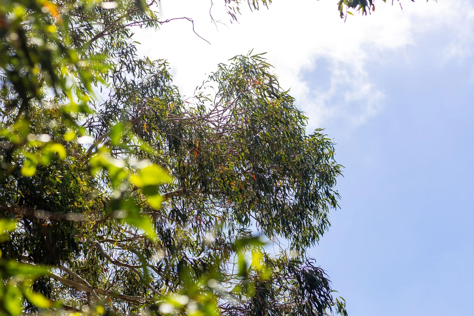 Additional image 2 of 27 Lodge Place, Armstrong Creek VIC 3217