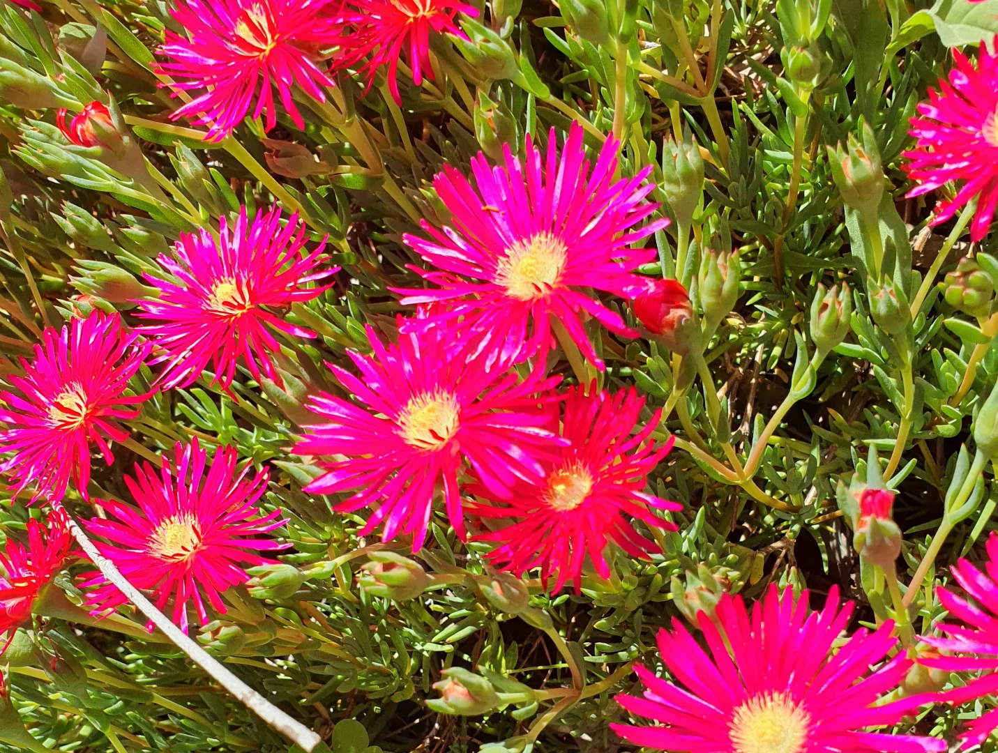 Additional image 25 of 6 Tantalla Street, Wedderburn VIC 3518