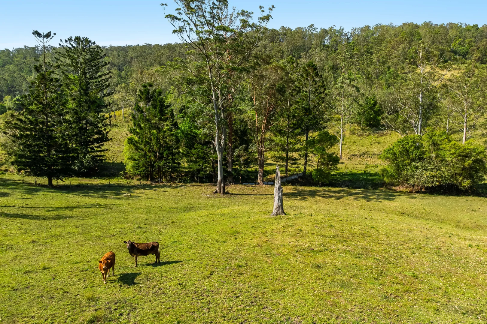 Additional image 8 of 300 Quilty Road, Rock Valley NSW 2480
