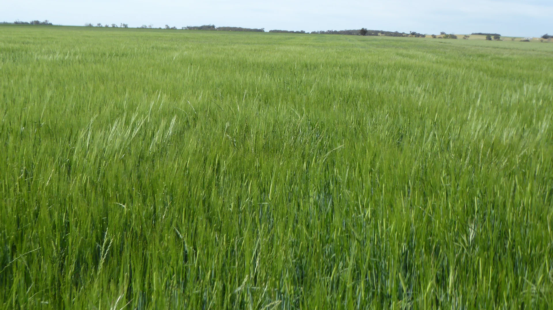 Additional image 7 of S606 Swedes Flat Road, Mundulla West SA 5270