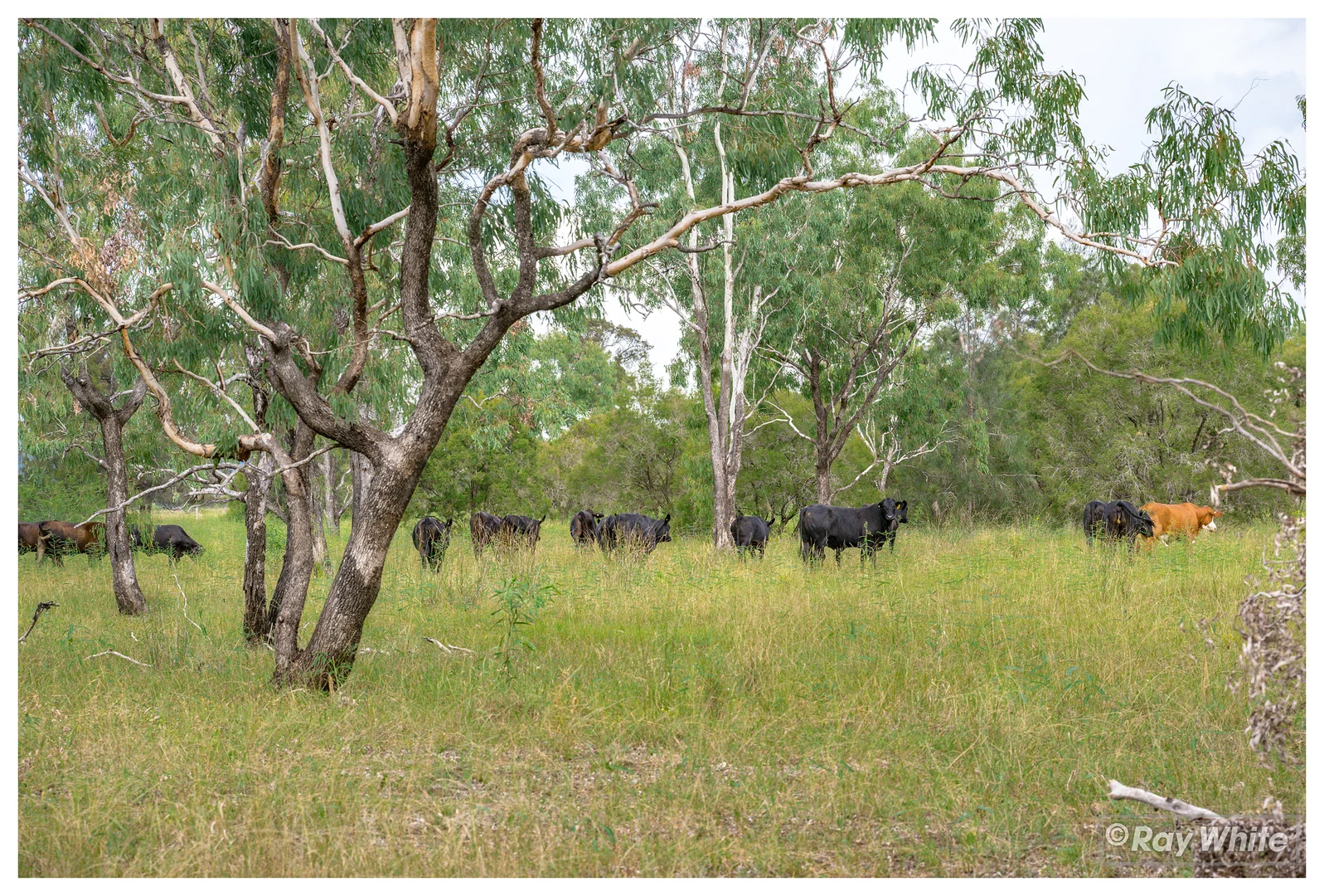 Additional image 2 of 253 Hunt Road, Alton Downs QLD 4702