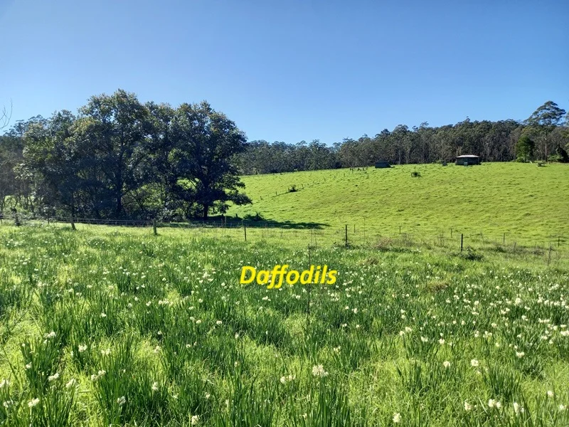 Additional image 18 of Dorrigo NSW 2453