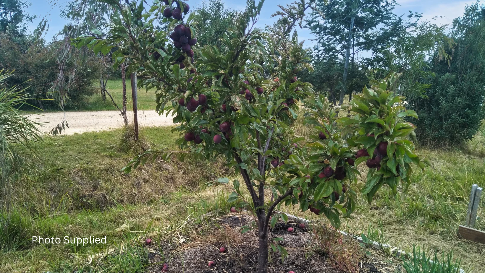 Additional image 9 of 29-33 Medea Street, St Helens TAS 7216