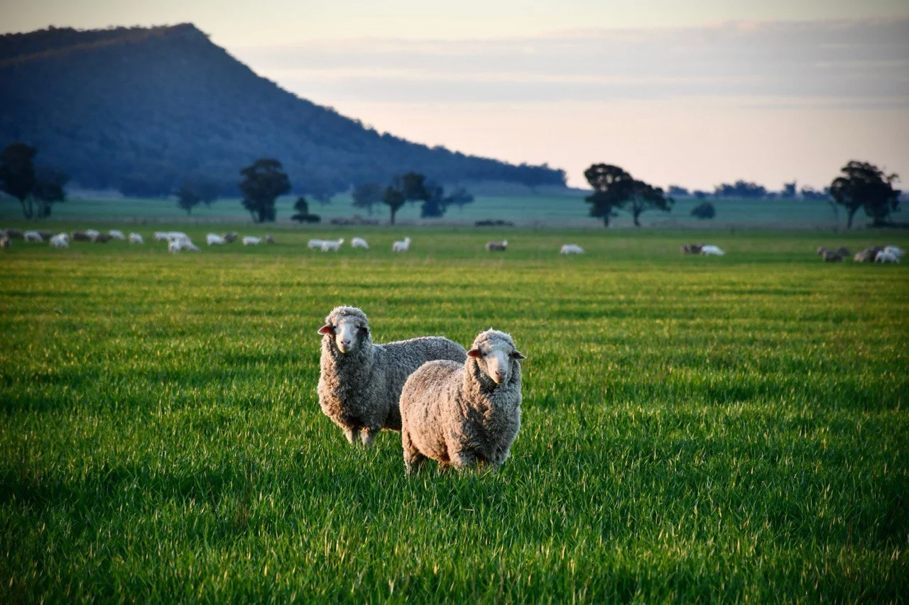 Additional image 9 of 179 Mittons Lane 'Lorna Doone', Pinnacle NSW 2810