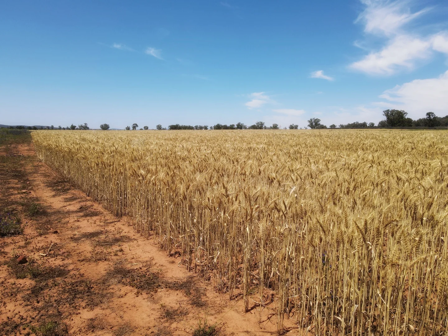 Additional image 17 of 179 Mittons Lane 'Lorna Doone', Pinnacle NSW 2810