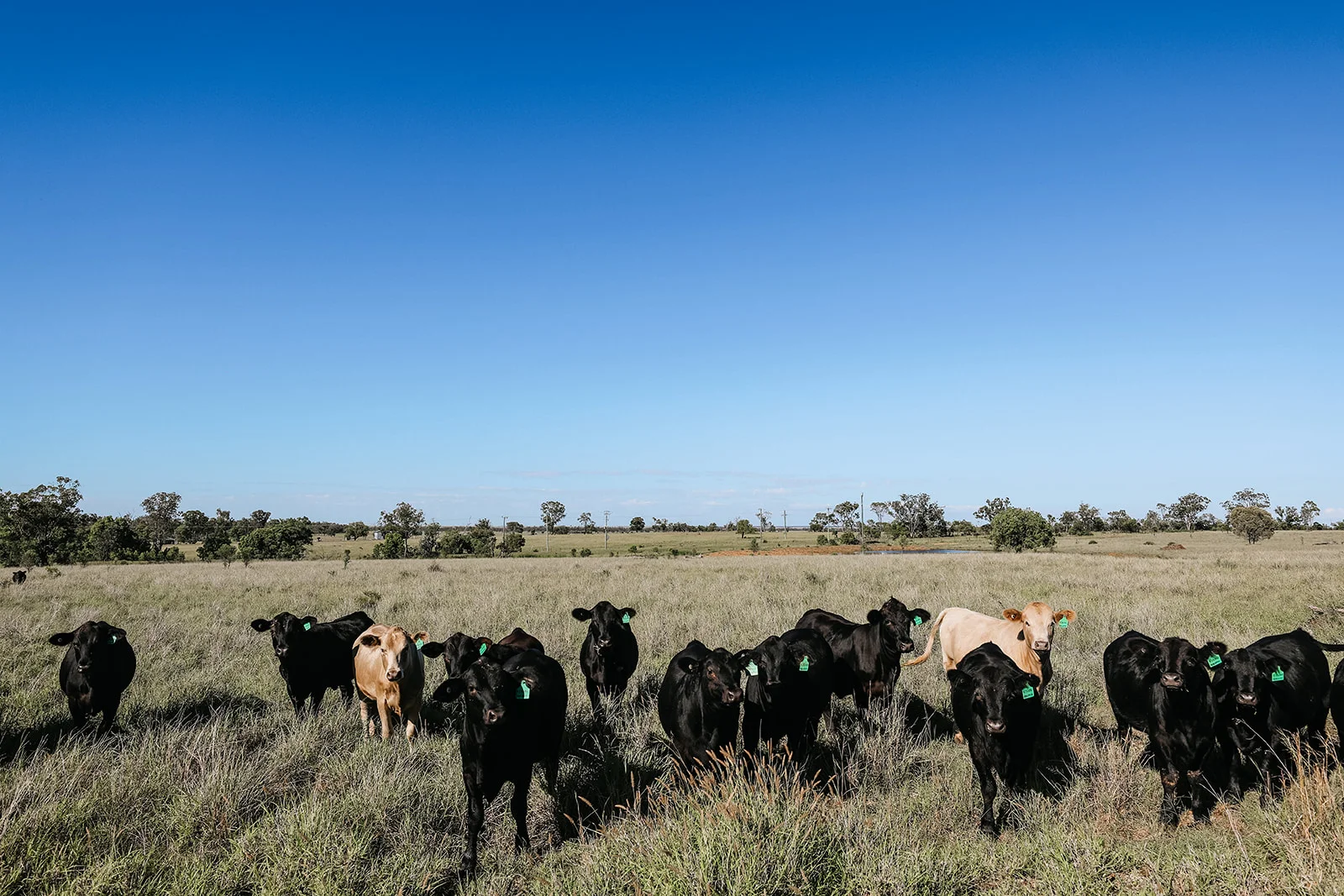 Additional image 19 of 888 Dargal Road, Roma QLD 4455