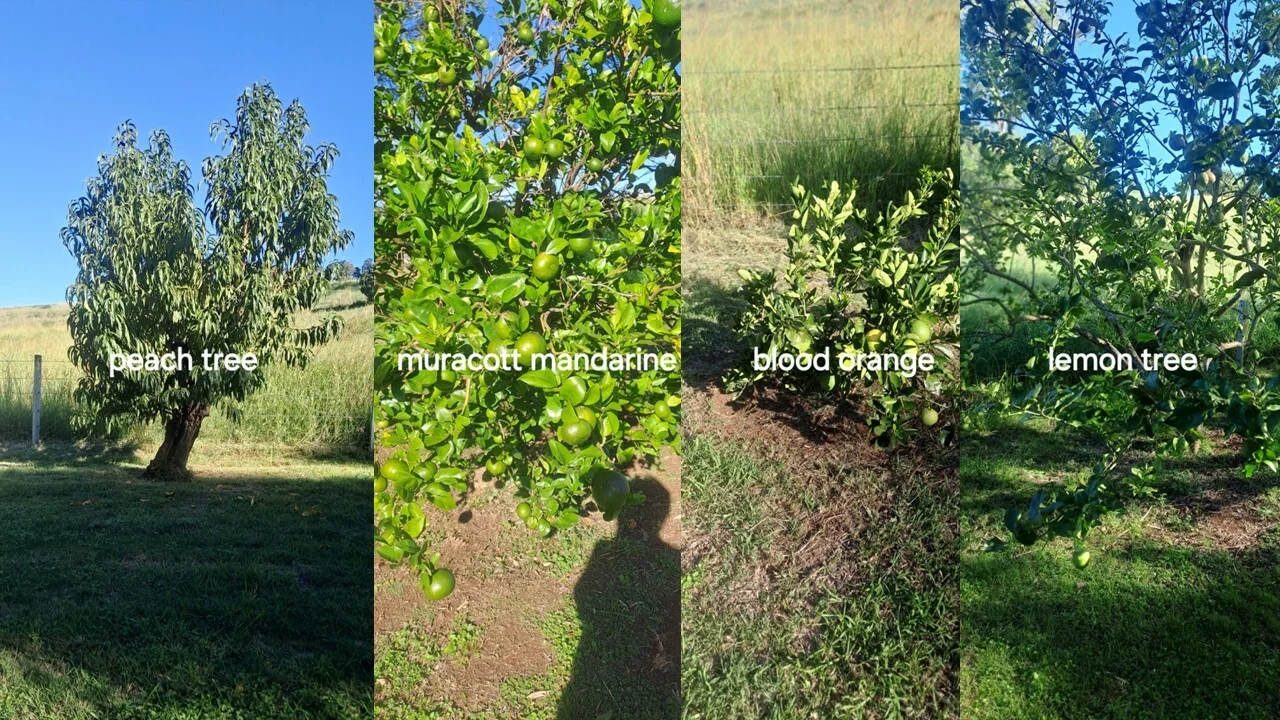 Additional image 30 of 495 Upper Stratheden Road, Kyogle NSW 2474