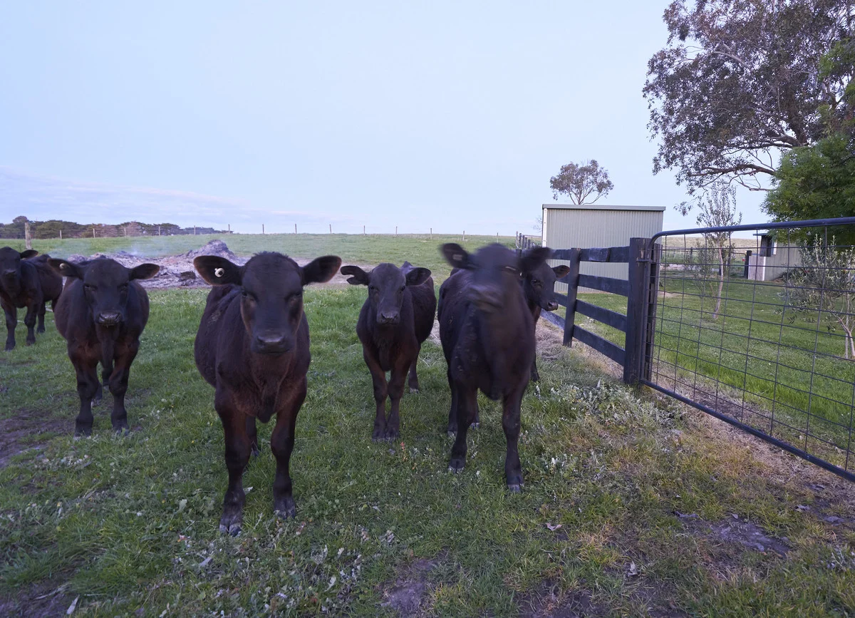 Additional image 20 of 185 Dalyston-Glen Forbes Road, Dalyston VIC 3992