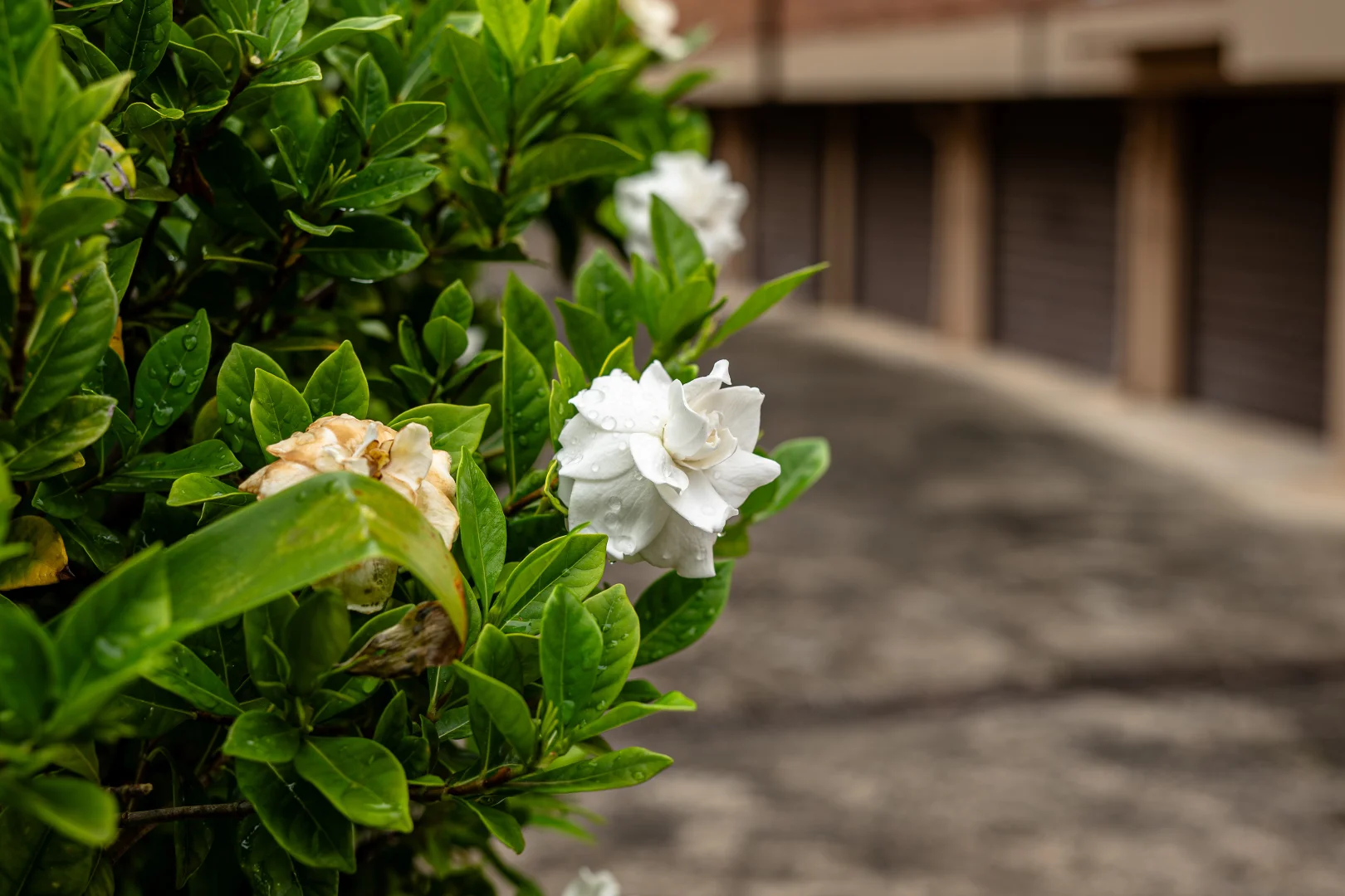 Additional image 12 of 4/33-35 Muriel Street, Hornsby NSW 2077