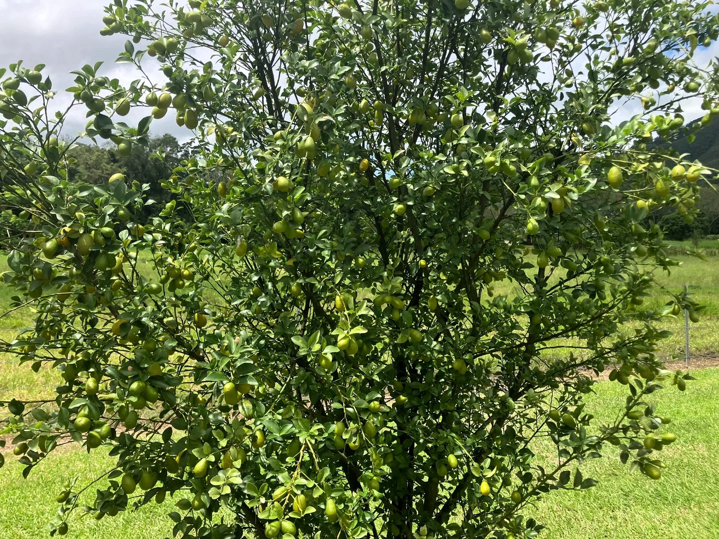 Additional image 24 of 24 Paskins Road, Yalboroo QLD 4741