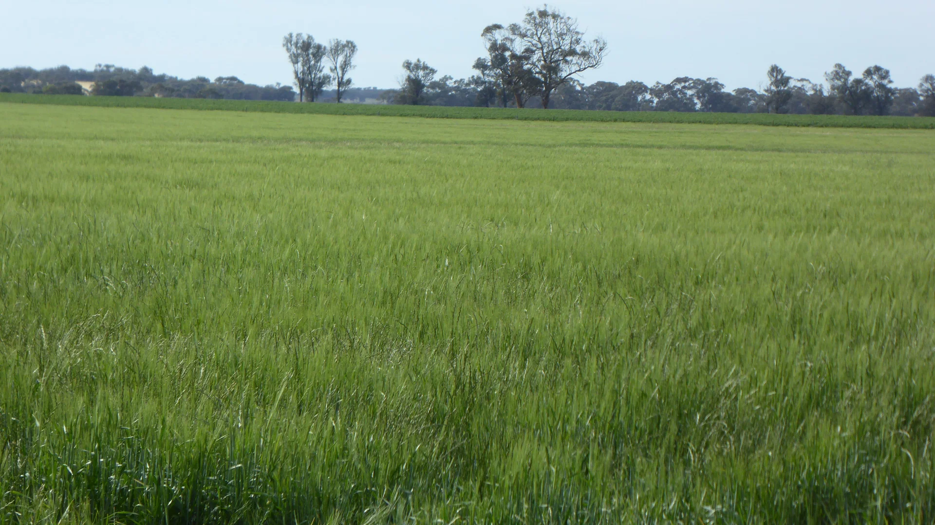 Additional image 10 of S606 Swedes Flat Road, Mundulla West SA 5270