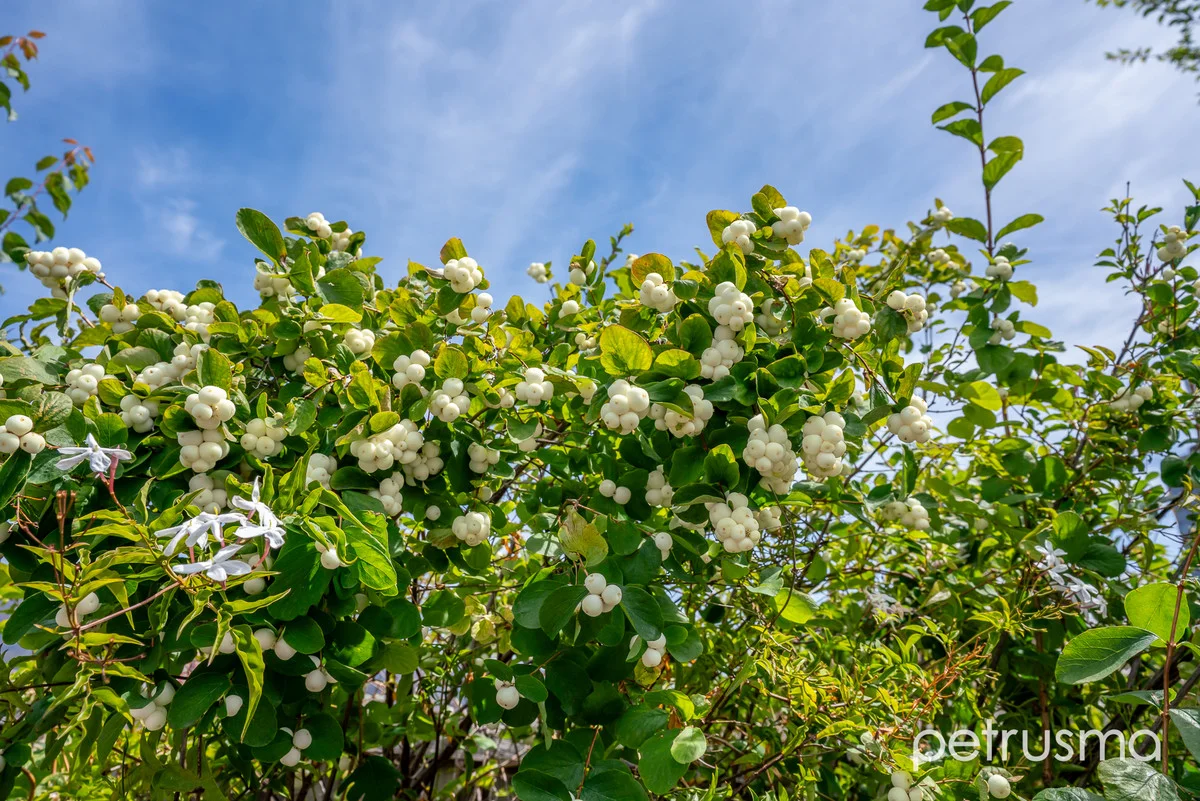 Additional image 27 of 193 Tolosa Street, Glenorchy TAS 7010