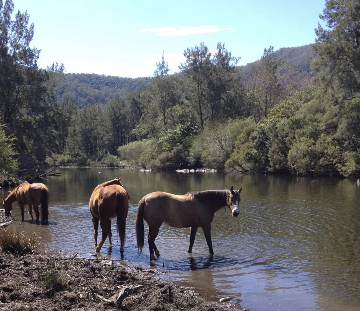 Additional image 24 of 689 Manchester Road, Via Gloucester, Bindera NSW 2422