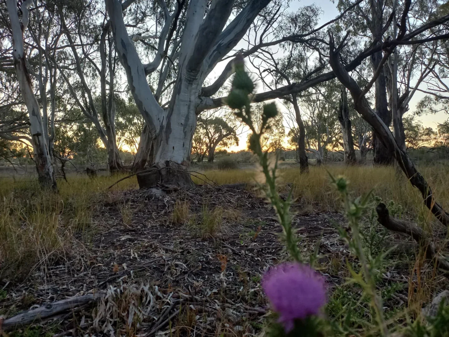 Additional image 23 of 1207 Frasers Road, Niemur NSW 2733