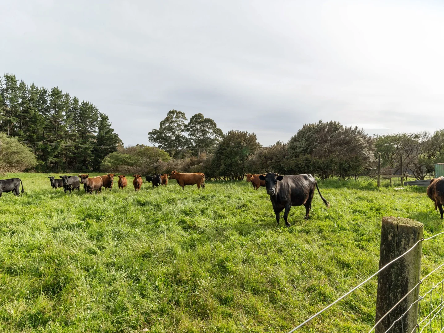 Additional image 36 of 309 West Ridgley Road, West Ridgley TAS 7321