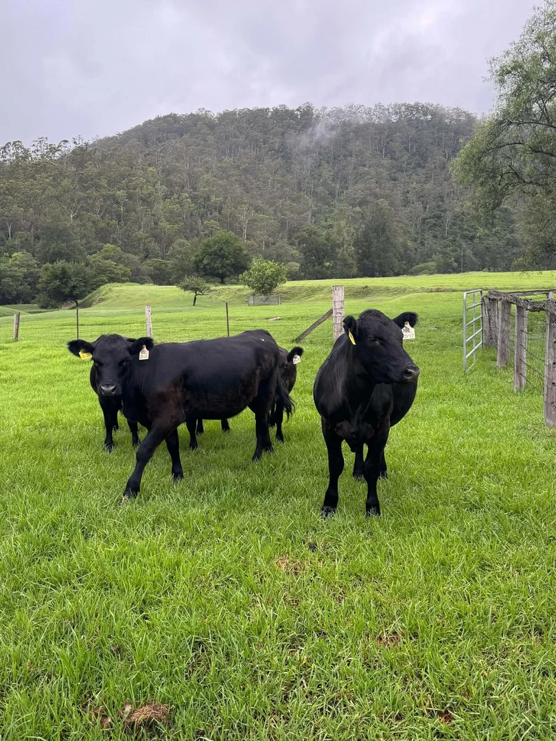 Additional image 43 of 689 Manchester Road, Via Gloucester, Bindera NSW 2422